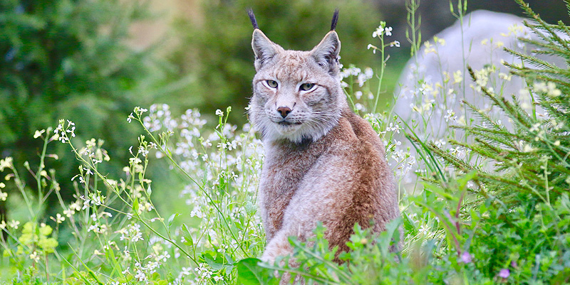 illustration de Le zoo de Labenne dans les Landes