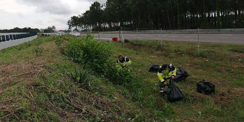 Comment lutter contre les plantes invasives ?