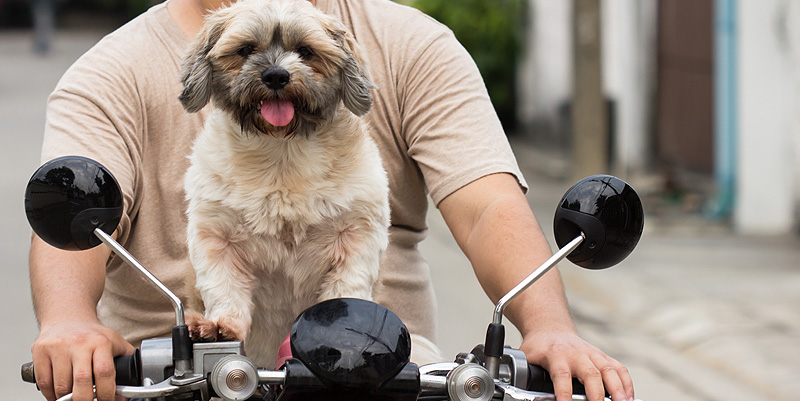 Le chien sur la moto