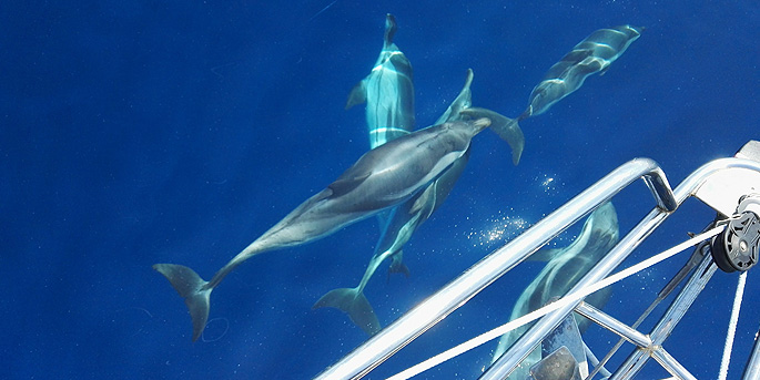Le chant des dauphins