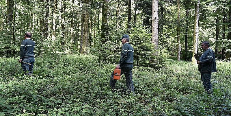 Le défi de l’Office National des Forêts