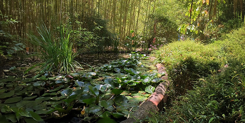 illustration de Les bambous du Mandarin dans le Var
