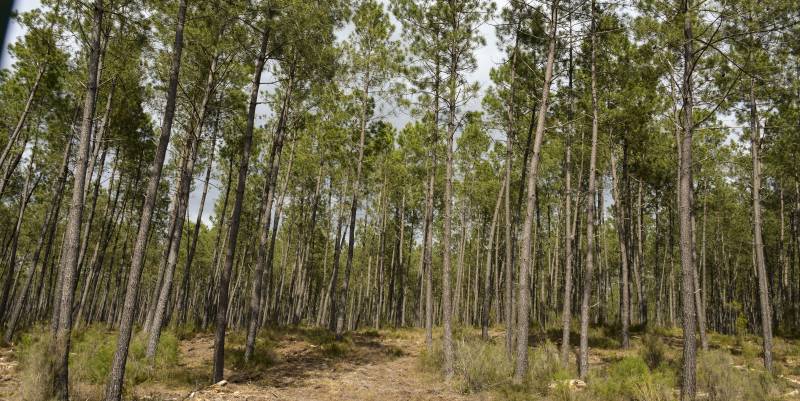 La forêt des Landes de Gascogne