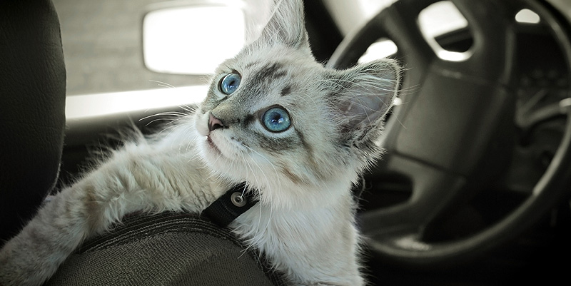 Le covoiturage est-il autorisé pour les animaux de compagnie ?