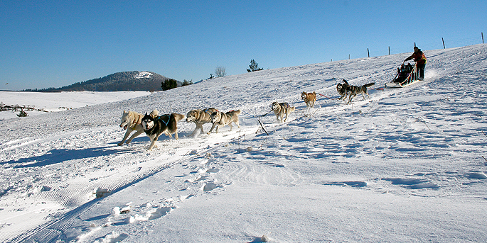 illustration de Balade en chien de traîneau au Sancy