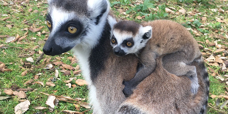 Le Zoo de Labenne dans les Landes