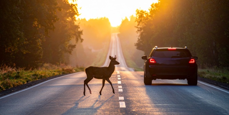 Pourquoi voit-on des chevreuils désorientés, voire “ivres”, près des autoroutes au printemps ?