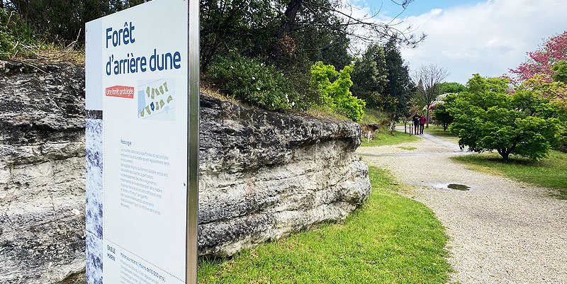 illustration de Découvrez le jardin botanique de Bordeaux, un écrin de nature en pleine ville