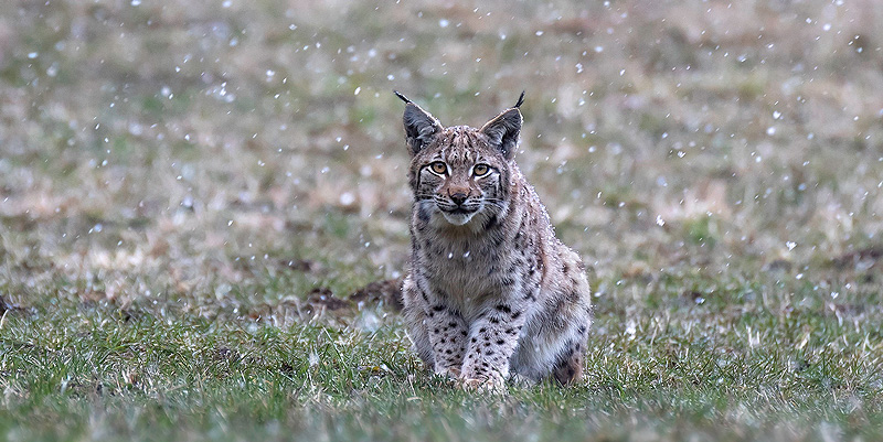 Le Festival Pyrénéen de l’Image Nature à Cauterets 