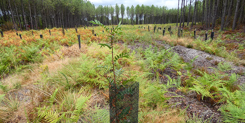 illustration de Restauration de Biodiversité sur l'Autoroute A63 dans les Landes