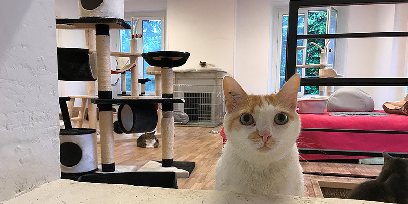 La Fondation Assistance Aux Animaux