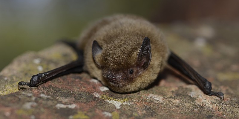 illustration de Voler au secours des chauves-souris