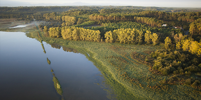 illustration de La réserve du Marais d'Orx dans les Landes