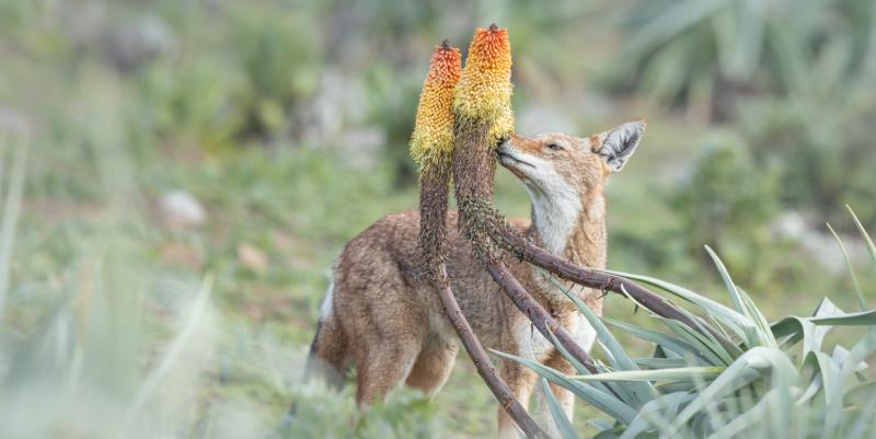 Le Festival Pyrénéen de l’Image Nature : expos photos et documentaires réalisés par des naturalistes