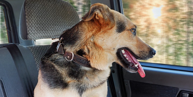 Comment voyager avec son animal ?