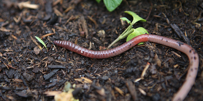 illustration de Compost : Allez les vers