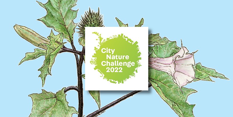 Le City Nature Challenge à Toulouse