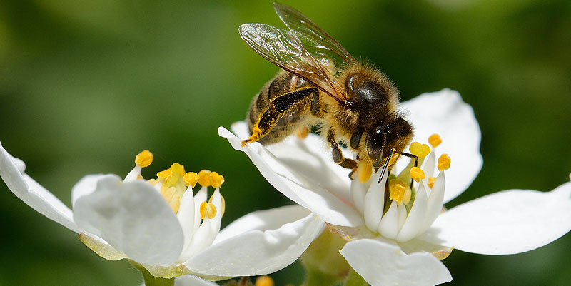Apprendre à aimer les abeilles avec Beehome