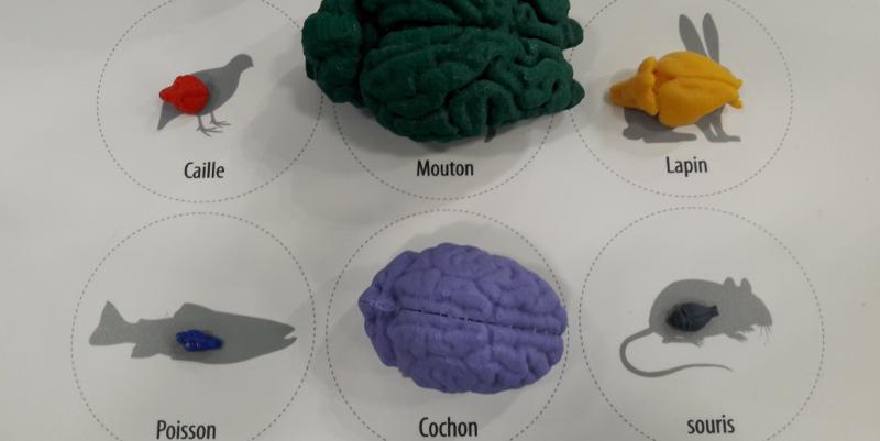 Artificielle, animale ou végétale, la Fête de la Science célèbre les intelligences