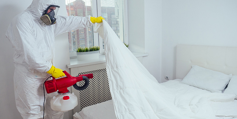 Se débarrasser des punaises de lit