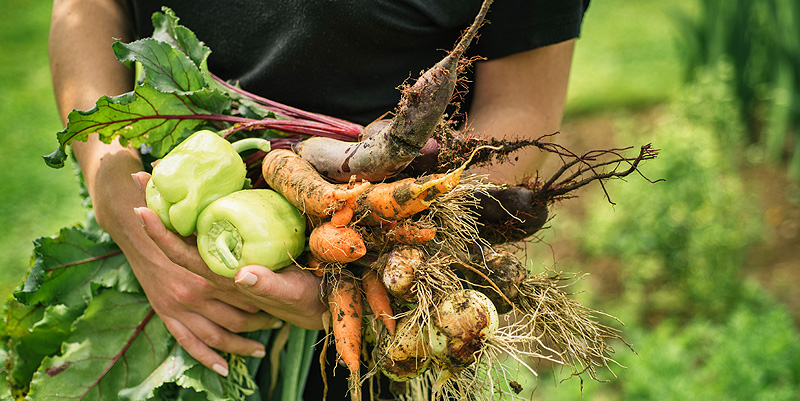 Un jardin 100% naturel
