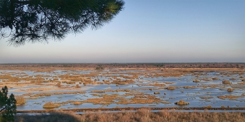 La réserve naturelle à Lacanau