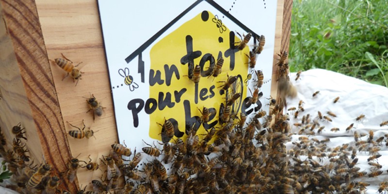 Un Toit Pour Les Abeilles