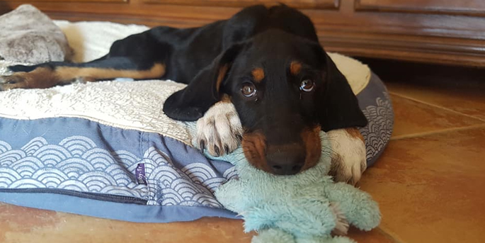 Urgence Pour un Animal