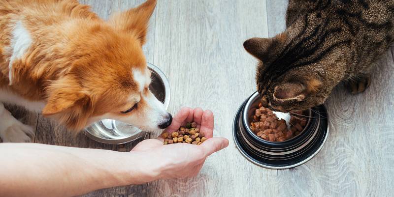 Du nouveau dans les gamelles de nos animaux de compagnie 