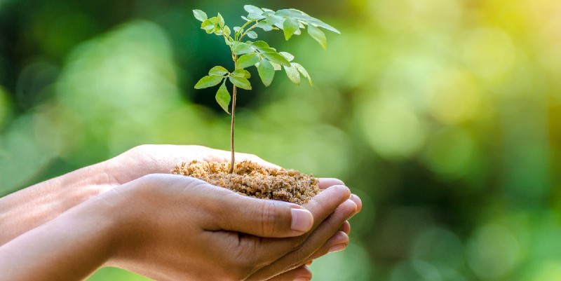 Des arbres pour la planète