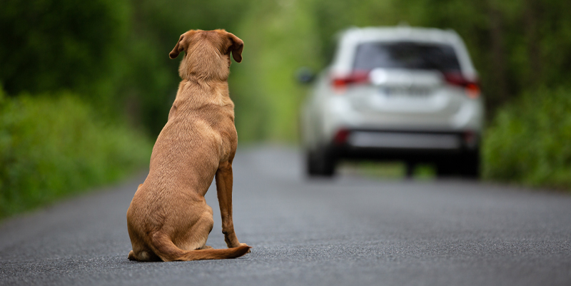 "Ils partent avec nous", la campagne pour lutter contre l’abandon des animaux