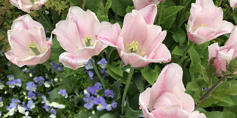 Festival International des jardins de Chaumont sur Loire