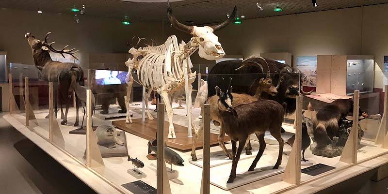 L'Art préhistorique s'expose à Bordeaux