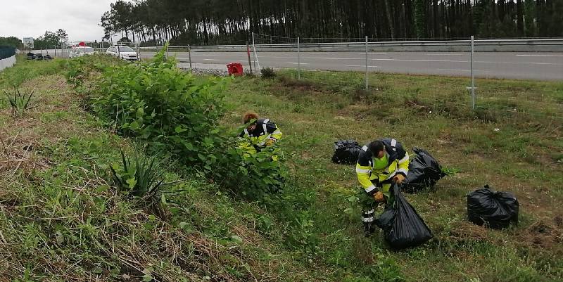 illustration de Les plantes invasives au bord de l'A63