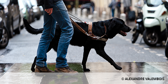 Chiens guide d'aveugles