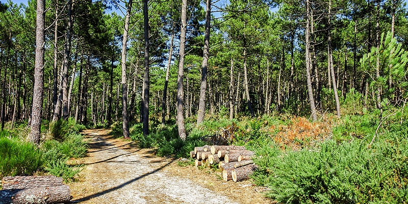 illustration de La forêt des Landes