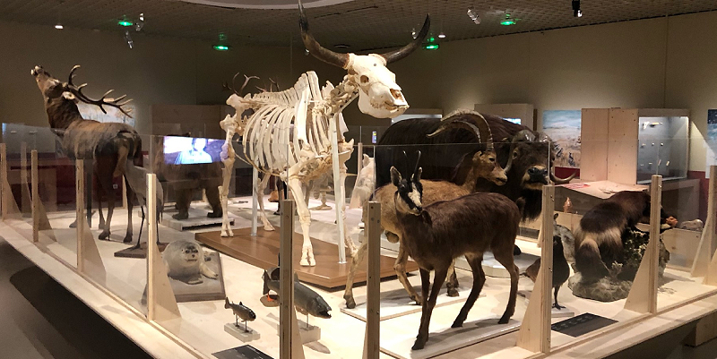 L'art préhistorique à Bordeaux