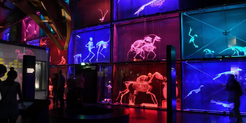 Un parcours entre collections permanentes et jardin botanique au Muséum de Toulouse
