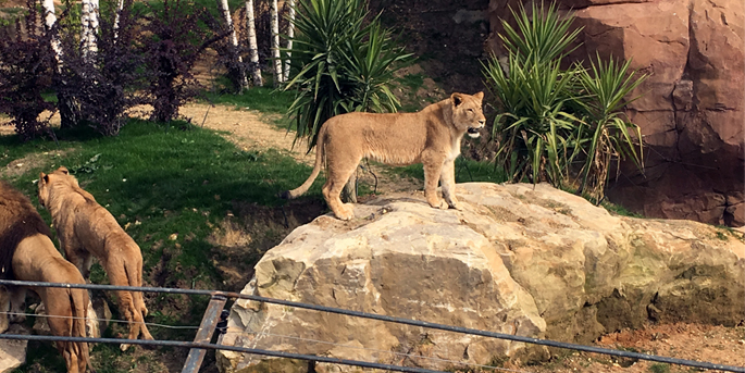 Des animaux à découvrir dans le grand-ouest