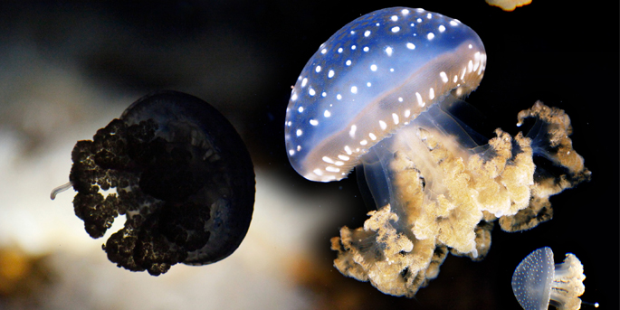 Carnet rose à l'Aquarium de la Rochelle
