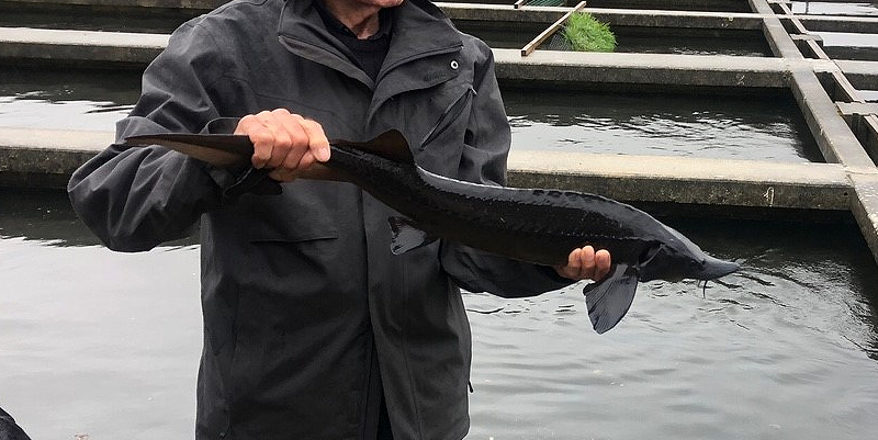 illustration de Du caviar dans le bassin d'Arcachon