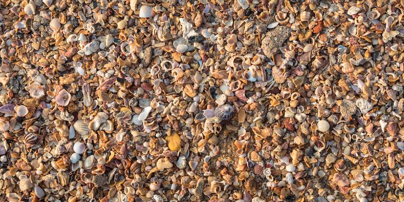 La deuxième vie des coquillages