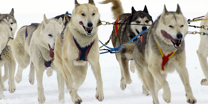 illustration de Chiens de traîneau à Peyragudes