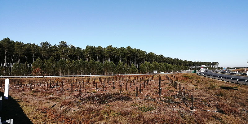 Mille chênes au bord de l'A63
