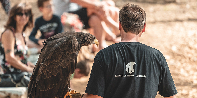 illustration de Des aigles dans les Alpes-de-Haute-Provence