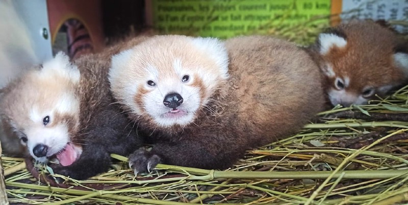 En Provence, des pandas roux bien protégés