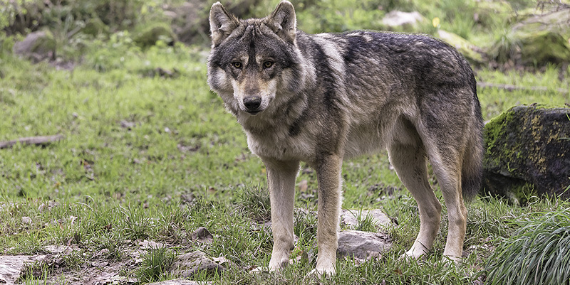 Les loups dans le Mercantour