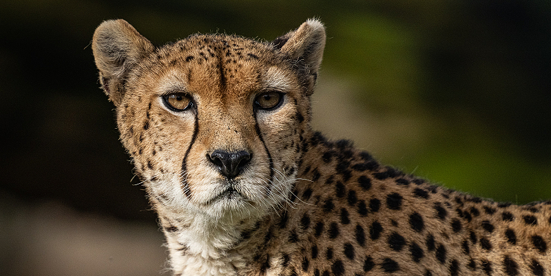 Immersion Sauvage au Zoo de Bordeaux-Pessac