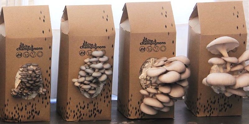 La Boîte à Champignons : patience ça pousse