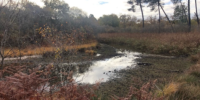 illustration de Le Marais du Plata dans les Landes